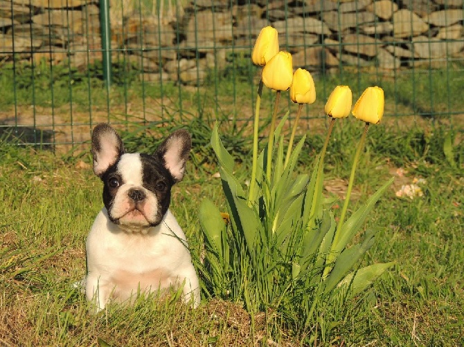 De L'odyssée D'ulysse - Chiots disponibles