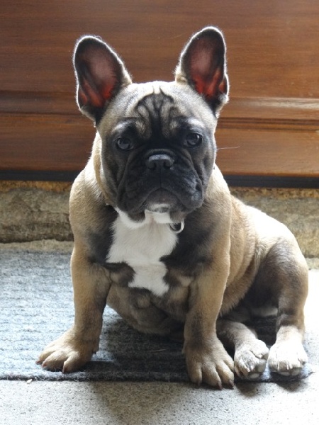 Leeloo dallas De L'odyssée D'ulysse