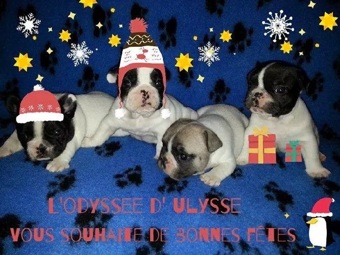 De L'odyssée D'ulysse - Joyeuses fêtes